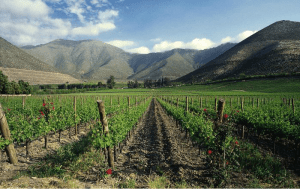 Photo: Viña Errázuriz