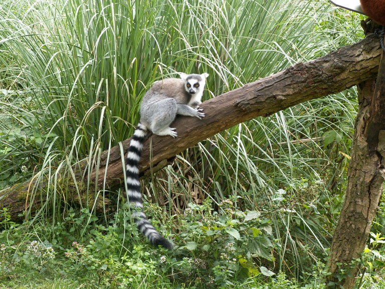 Lemur, Madagascar
