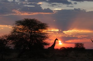 Photo: Onguma Game Reserve