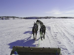 Dog Sled, Yellowknife, Northwest Territories, Canada