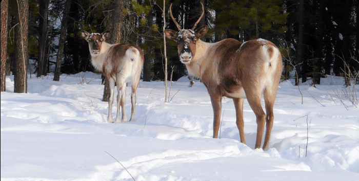 Photo: Northern Lights Resort & SPA