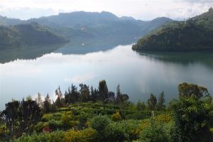 Photo: David Stanley (Own work) [Public domain], via Wikimedia Commons