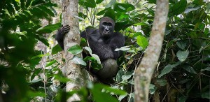 Photo: Wilderness Safaris