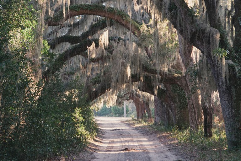 Photo: The Cumberland Island Conservancy, Inc.