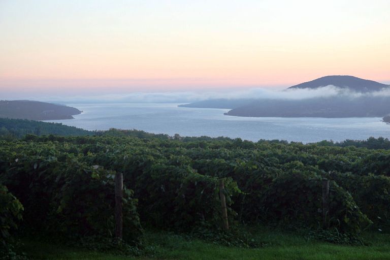 Photo: Visit Finger Lakes (Flickr: Sunrise overlooking a vineyard) [CC-BY-2.0 (http://creativecommons.org/licenses/by/2.0)], via Wikimedia Commons
