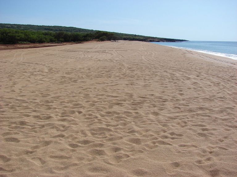 Photo: Forest & Kim Starr [CC-BY-3.0 (http://creativecommons.org/licenses/by/3.0)], via Wikimedia Commons