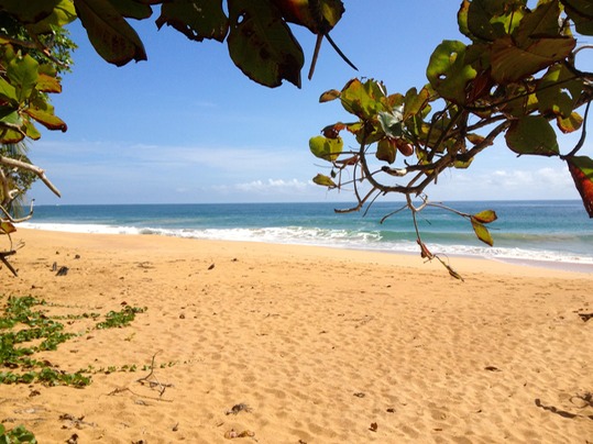 Photo: Island Plantation