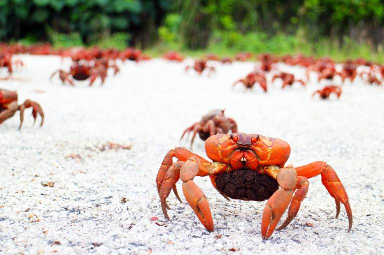 Photo: Christmas Island Tourism Association