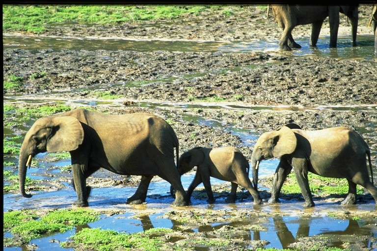 Photo: Damiano Luchetti (Own work) [Public domain], via Wikimedia Commons