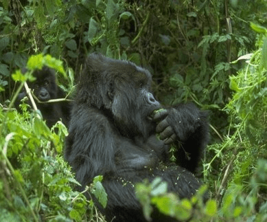 Photo: Embassy of the Republic of Equatorial Guinea
