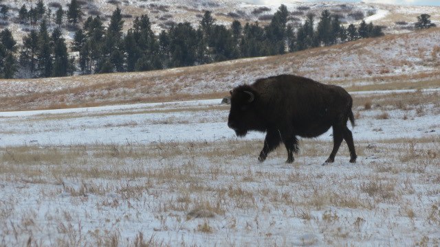 Photo: Custer State Park