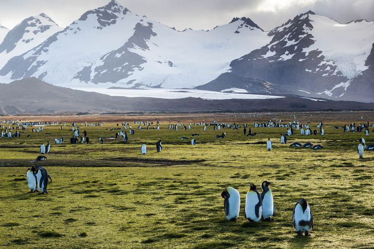 Photo: nomis-simon (20090109-IMG_0490.jpg) [CC BY 2.0 (http://creativecommons.org/licenses/by/2.0)], via Wikimedia Commons