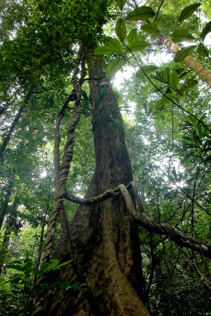 Photo: Renske Ek, www.tresorrainforest.org