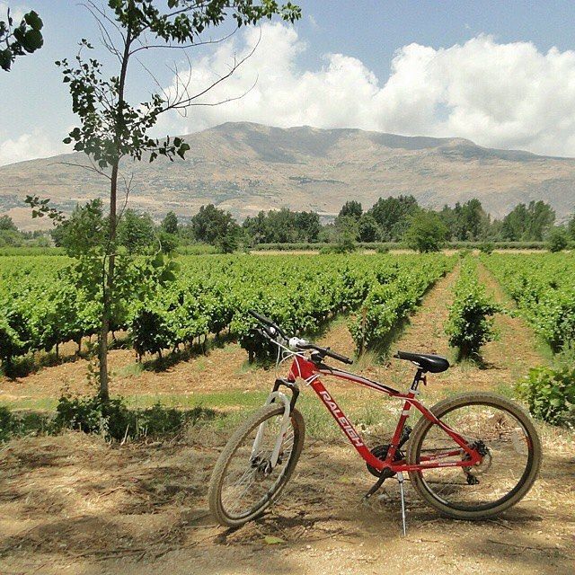 Photo: Chateau Ksara