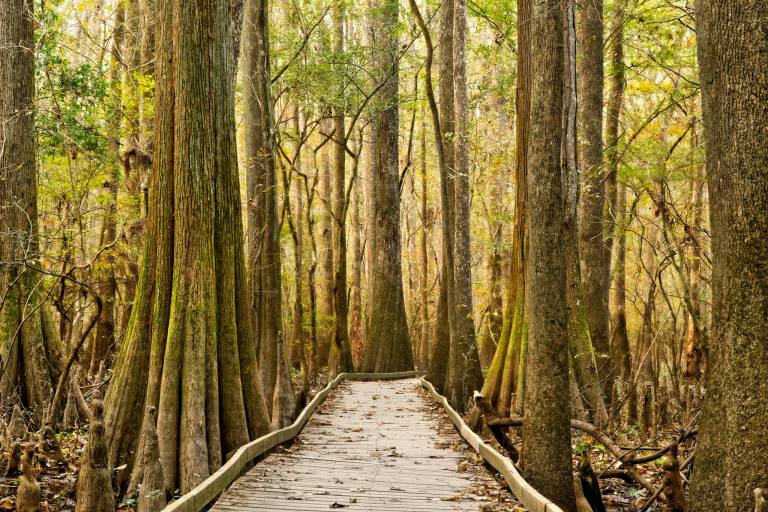 Photo: Congaree National Park, National Park Service