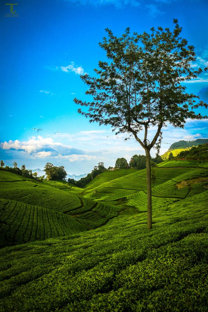 Photo: Titus John (Own work) [CC BY-SA 4.0 (http://creativecommons.org/licenses/by-sa/4.0)], via Wikimedia Commons