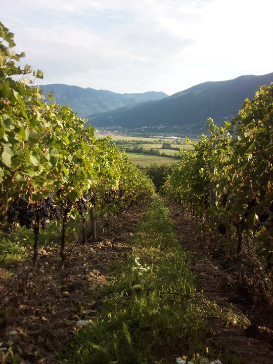 Photo: Wine Estate Burja