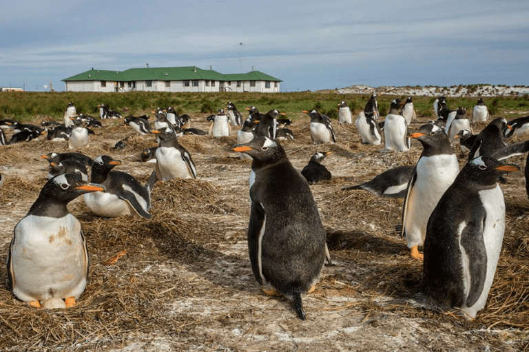 Photo: Nigel McCall, Sealion Island