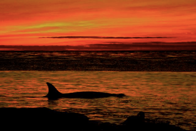 Photo: Sealion Island