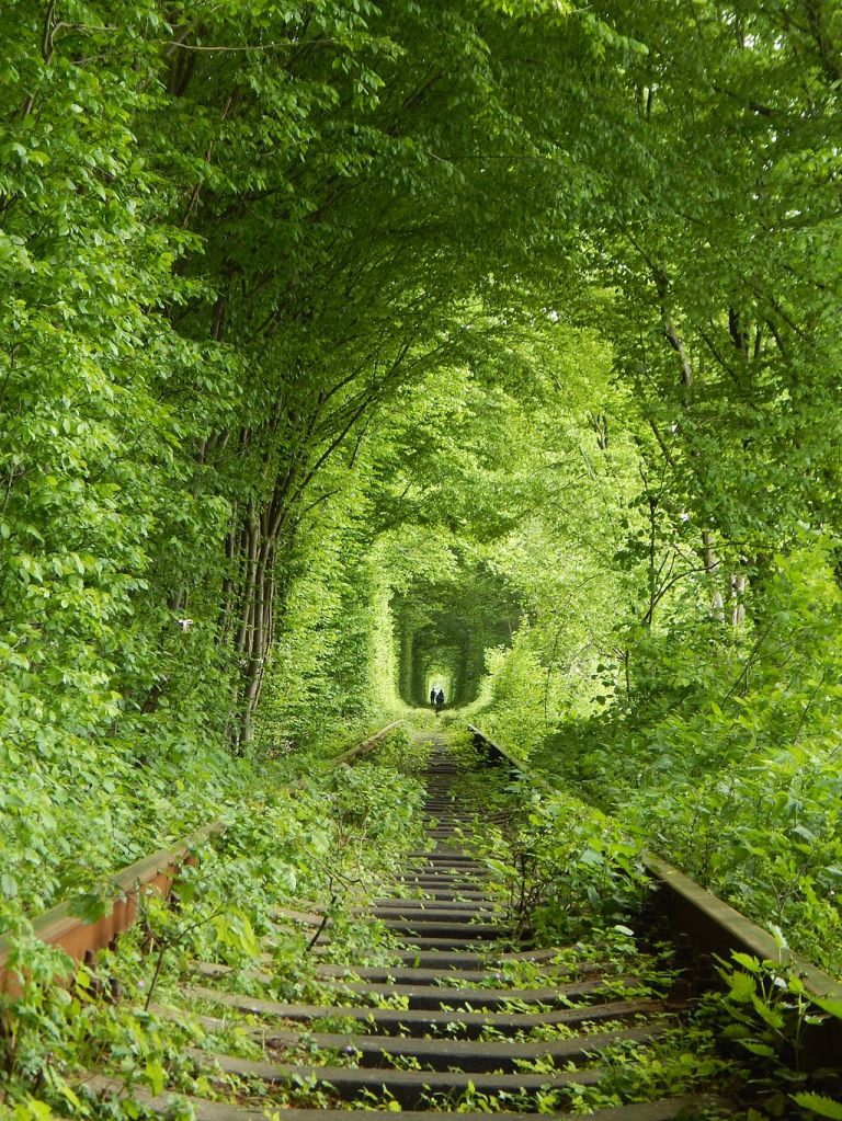 Photo: DmytroChapman (Own work) [CC BY-SA 4.0 (http://creativecommons.org/licenses/by-sa/4.0)], via Wikimedia Commons